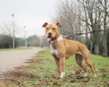 En ståtlig pitbull i Sverige, med en rosa halsband, står på en gräsmatta vid en grusväg.